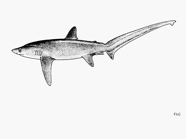 ได้ข้อมูลแล้วครับ..........น่าจะเป็น ตัวนี้ 
ฉลามหางดาบ
Alopias superciliosus   
Bigeye thresher 