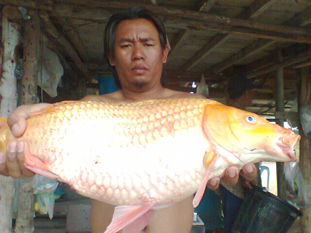 ตัวนี้กับพี่ใหญ่บ่อตกปลาชากปอกชลบุรีครับ :cool: :cool: :cool: