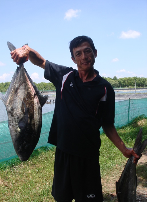 ส่วน โกยุทธ  เถ้าแก่นากุ้ง สตูล......เอาสองตัวนี้ สับให้กุ้งกิน มีโอเมก้า ทรี โปรตีนสูง  กุ้งโตเร็ว.