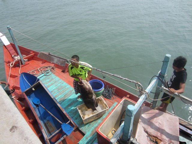 ที่ท่าเรือ เกาะยาว  ตรงหน้า อนามัย  น้ำลึก 3 เมตร.....เค้าได้ตัวนี้มา.....