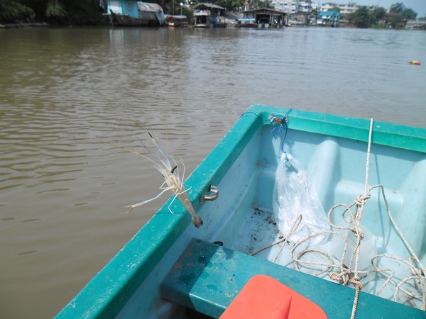 เห็นไหมครับกุ้ง นะ
 :grin: :grin: :grin: :grin:
