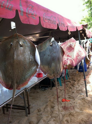 ปลากระเบนใหญ่ของ เฮียกวง ติดรางวัล ที่1กับที่2 ปลากระเบน