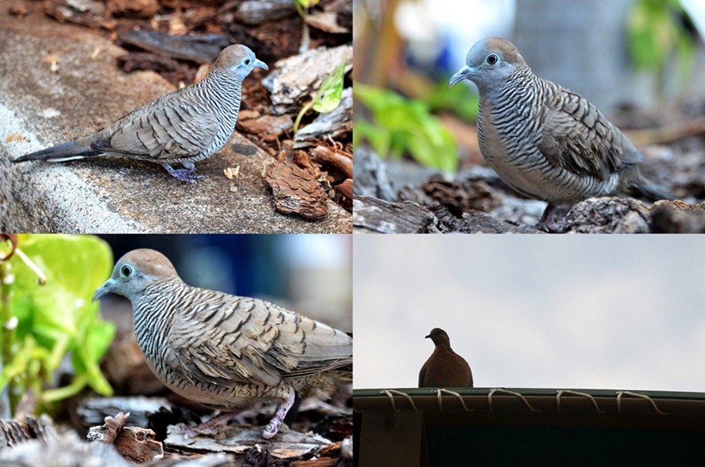 นกเขาชวาตัวนี้เชื่องมากอยู่ร่วมกับคนสังเกตุว่าขาด่วน

[q][i]อ้างถึง: aukung posted: 09-11-2555, 16