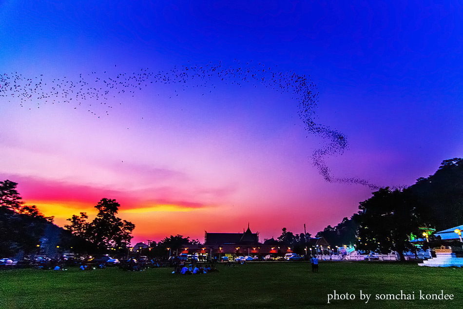 คุ้มค่าที่รอคอยกับ ค้างคาว100ล้าน วัดเขาช่องพราน
f2.8 1/125sec iso1600 ที่11mm m mode




[q][