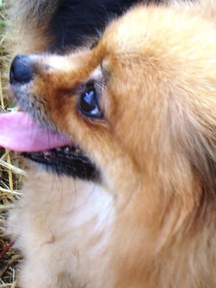 กองเชียร์ ตัวนี้น่ารัก :laughing: