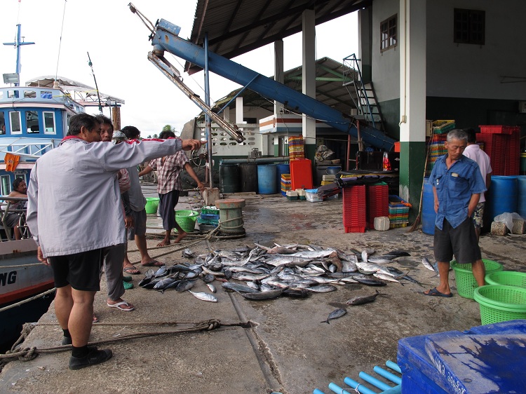 โก้เข่ง "แนะนำ    เรือลาก   เรืออวนรุน  เรือหอย "