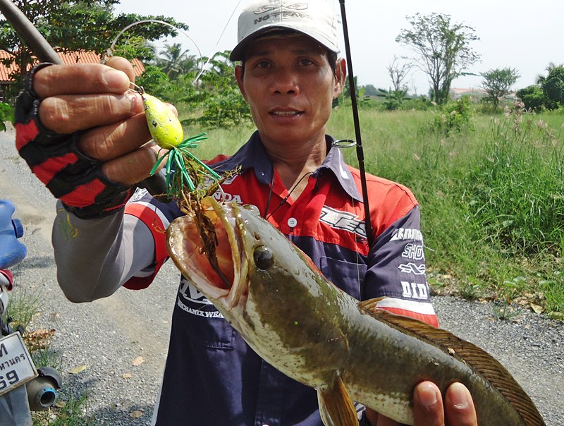 กัดเต็มๆ  ครับผม !!!    :grin: :grin: :grin:

สีเหลืองอร่าม จริงๆ ตัวนี้    :love: