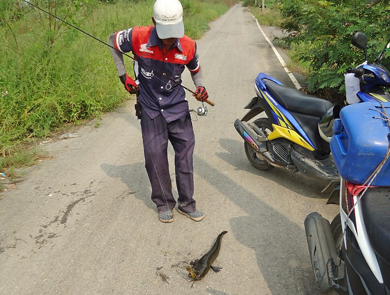 ยังไม่ทัน..จะหยิบกล้อง VDO เลย  ได้ตัวแล้ว เร็วเว่อร์  !!!    :laughing: :laughing: :laughing:

 :