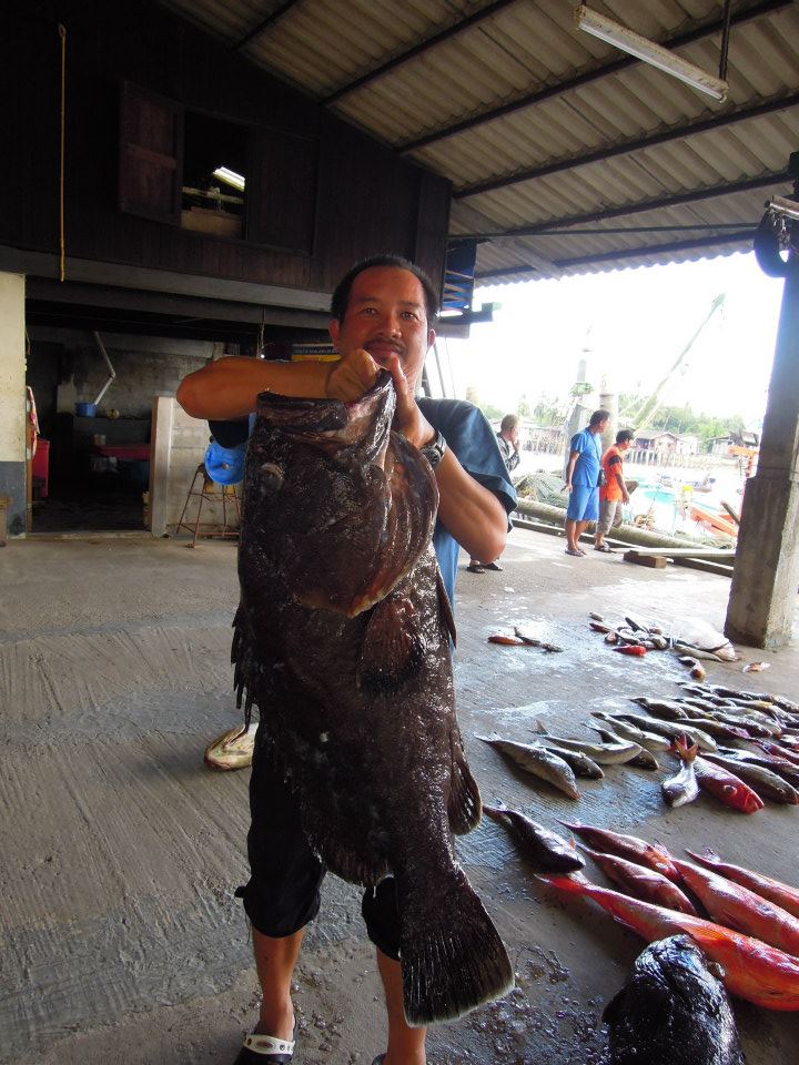 black grouper  :grin: