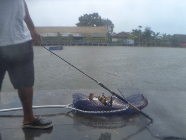 ตัวนี้กินตอนฝนตกเลยต้องเดือดร้อนพี่ที่ตกอยู่ข้างๆมาช่วยเชิญขึ้นมาเป็นแบบให้ค่ะ ขอบคุณอีกครั้งนะคะสำห