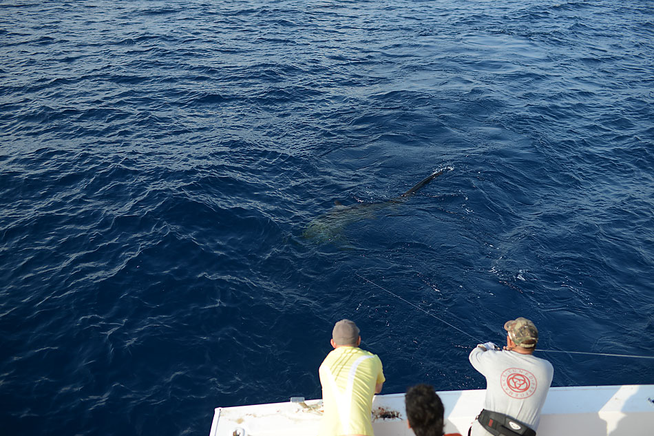 เกลนพอรู้ว่าเป็น thresher shark  หลบไปอยู่บนชั้นสอง ....ส่งข่าวกันต่อไปว่ามันกระโดดได้ ....

ด้วยค
