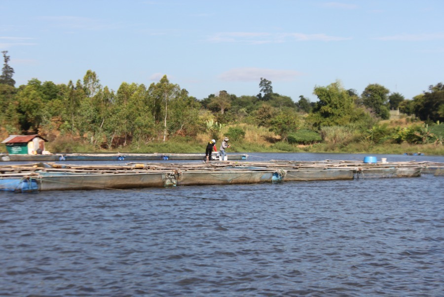 แต่เรือลำของน้าเปี๊ยกที่ตีอยู่กระชังใกล้ๆกันได้อัดแล้วครับ