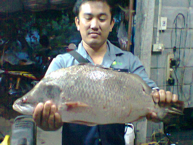 กะพงหาดเจ้าสำราญ