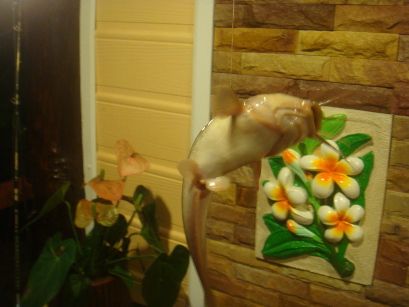 ชมกันต่อนะครับ.....

ตัวนี้ กินเบ็ดไม่เข้าปาก  เบ็ดเกี่ยวที่ข้างตัว.....ฟาล์วครับ....
