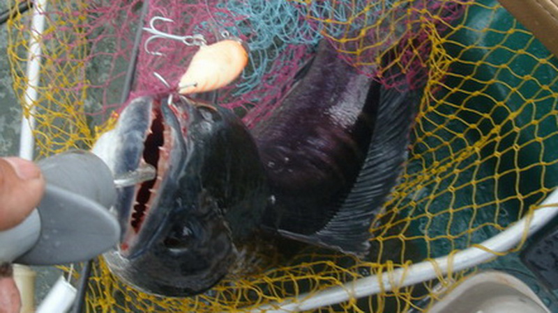  :love: :love: :love:
Skitter pop 9 Rapala
อีกแล้วครับพี่น้อง
