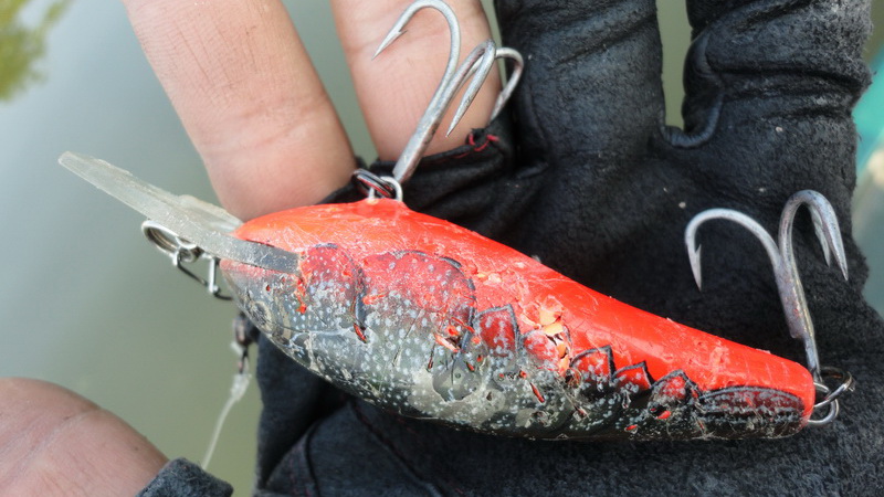 Fat Rap Rapala Deep Runner
สภาพเกือบจะพูดได้ว่า ยับเยิน 

