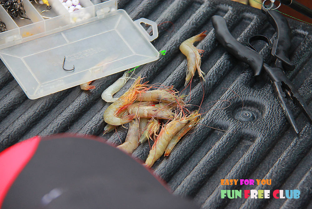 

กุ้งๆๆ  ตีกิง ตีกิืง        :laughing: :laughing: :laughing: