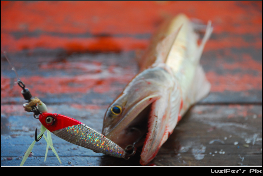ปลาโคนซั้งอีกชนิดที่ชอบกินเหยื่อจิ๊กครับ

จิ้งเหลน ปลาดอ ไล้กอ แล้วแต่จะเรียก

หย่อนถึงพื้น ปั่น
