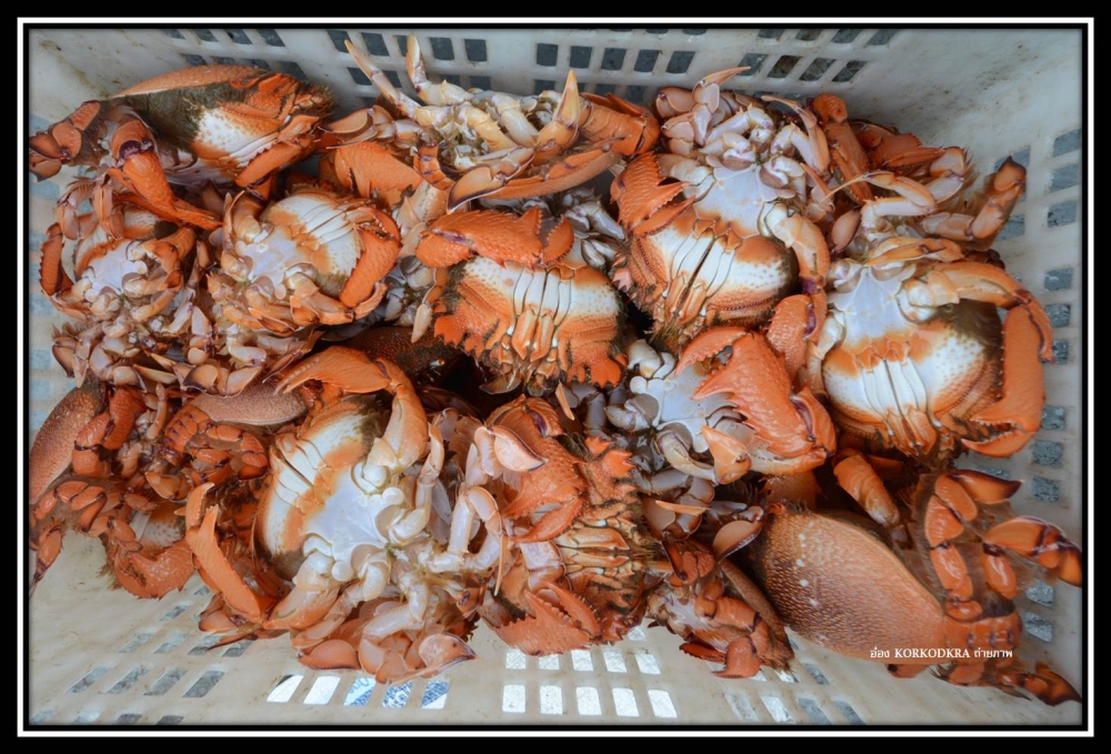 ก่อนเข้าฝั่งเราก็ได้รับน้ำใจ...จากเรือซึ่งรู้จักกับไต๋มานะ...ที่ทำเรือปูจั๊กกะจั่น....ได้ให้ปูจั๊กกะ