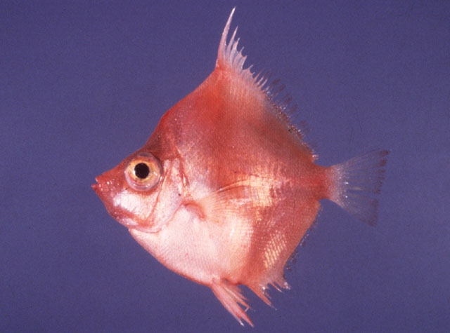 Antigonia rubescens   (Günther, 1860)ขนาด 10cm