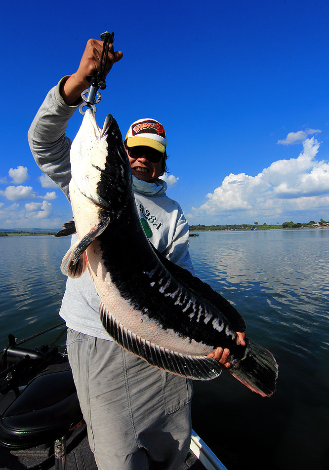 ++กระทู้ที่ 50  [url='http://www.siamfishing.com/board/view.php?tid=652814']http://www.siamfishing