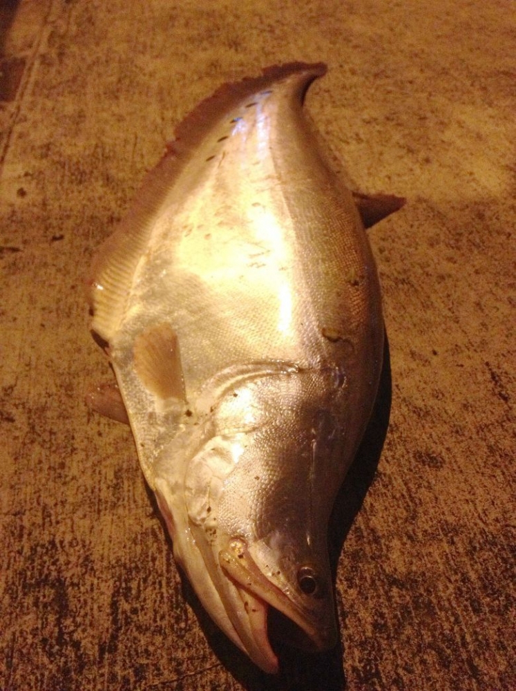 ^^ พักปลาแดง เก็บปลากราย แว๊นซ์ ปลาช่อน นะ ^^
