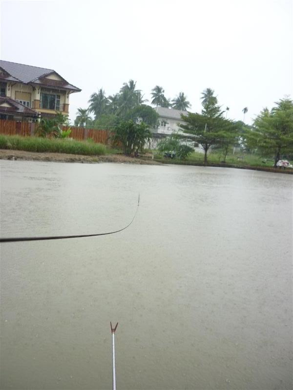                          ยังมีเจ้านี่อีกหน่วยที่เข้ามาตอกทุ่นดุเดือด ท่ามกลางสายฝน  วัด ......ฟิบ...