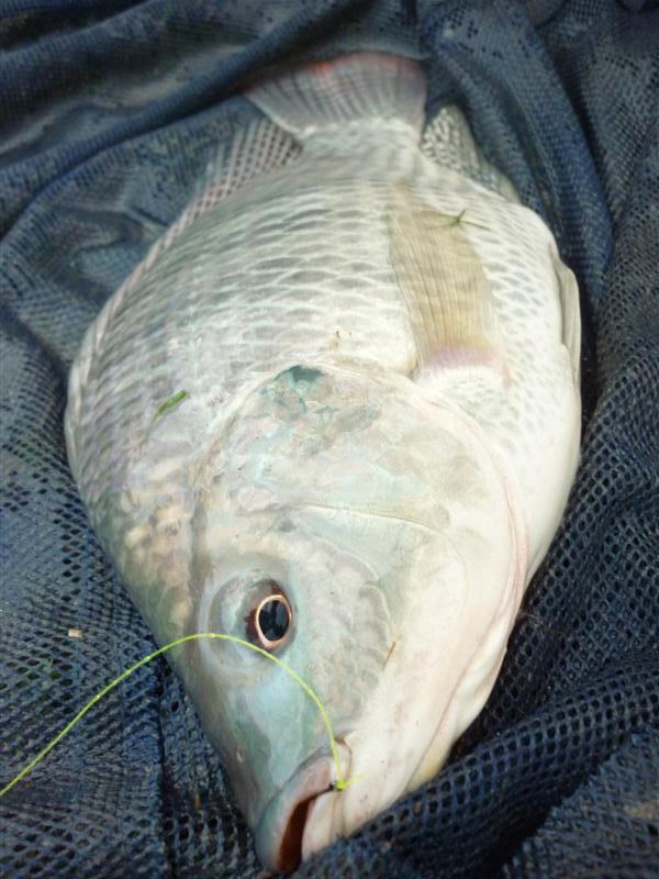            ปิดทริปด้วยนิลอีกหน่วยในทริปแรกครับ  :smile: