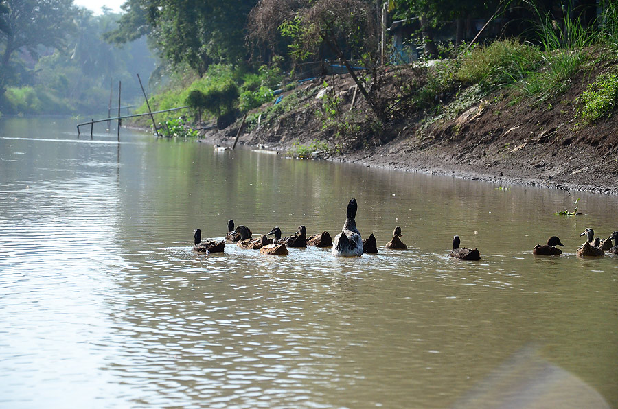   [b]ล่องเรือ เลาะลงใต้  ลอง เลี้ยว เข้า คลอง ดูครับ

 เจอ เป็ด ฝูง นึง   ปลาก็ยังไม่ได้  พะโล้ สะ