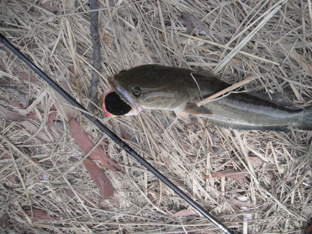จัดไปตัวแรกเต็มปากเลย


น้าJason_jr 
น้า BULINO
น้า fishingjoke
น้า NaiJuy
    ขอบคุณที่เข้าช