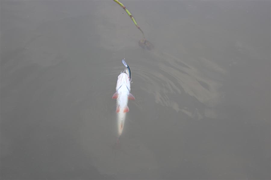 ปลากระสูบรับแขกแต่เช้าเลย สงสัยจะนึกว่าว่า Rapala Shad Rapของน้ากิ๊ก เป็นอาหารเช้าแสนอร่อย:smile: :s