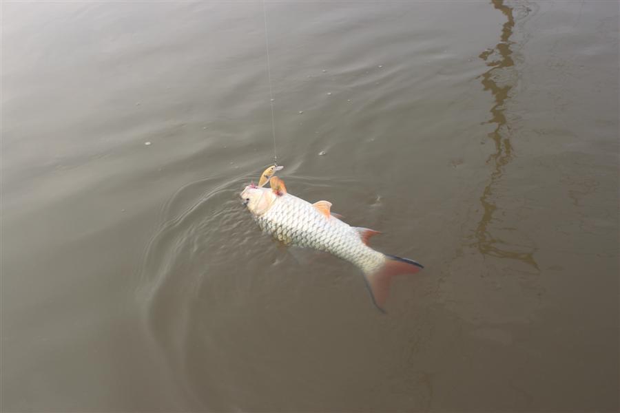 พนักงานต้อนรับเหมือนเคย Clackin'Minnow ยังใช้งานได้ดี :grin: :grin: :grin:

ปล.Clackin'Minnow ตั