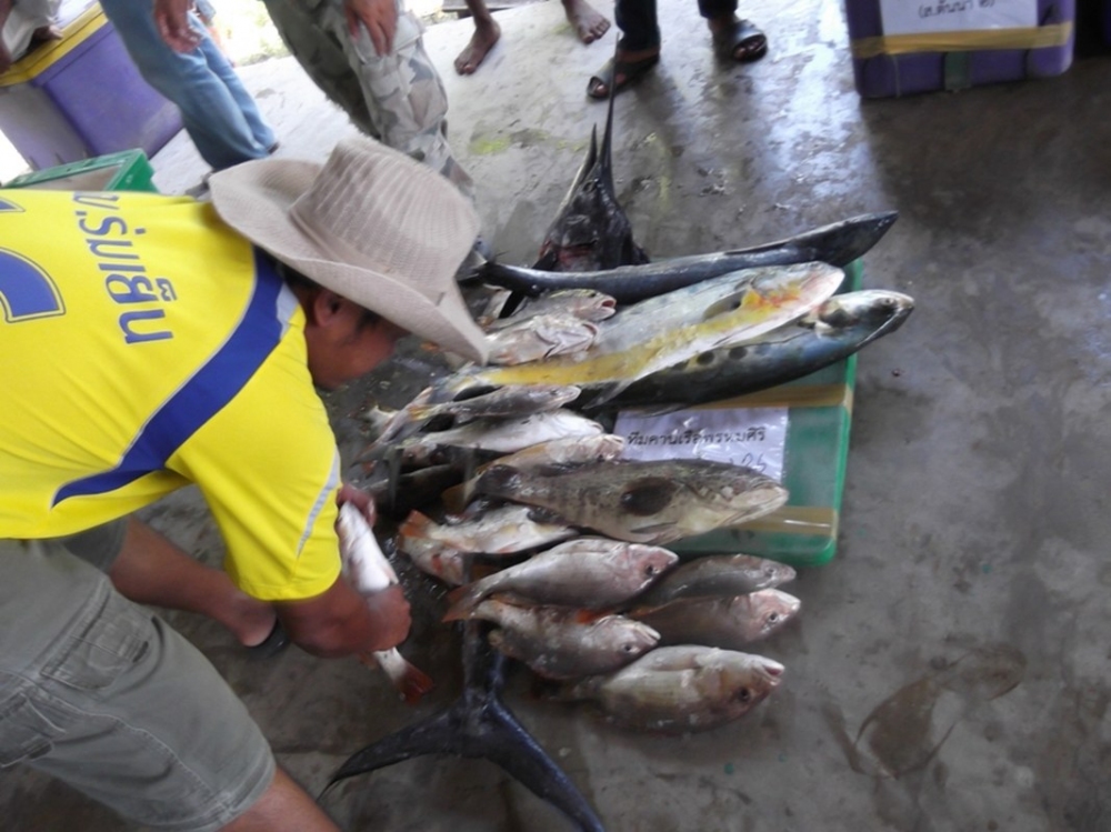 นำปลาออกมาเตรียมชั่ง ปลารวม 43.5 kg