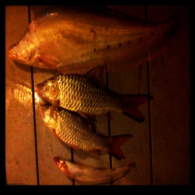 อันนี้ปลารวมครับสำหรับลำสีขาว+ชะโดอีก1
(รูปชะโดเข้าไปดูของพี่ชรนะครับ http://www.siamfishing.com/bo