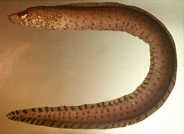 Gymnothorax zonipectis   Seale, 1906 
Barredfin moray 