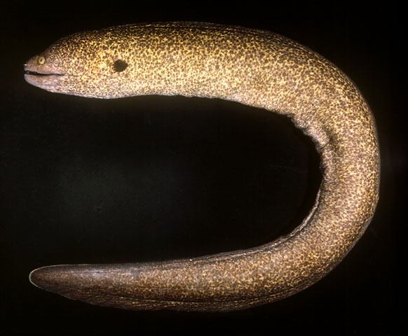 Gymnothorax flavimarginatus   (Rüppell, 1830) 
Yellow-edged moray 