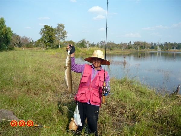 ช่อนยโสธร นานๆ จัดที ให้เต็ม