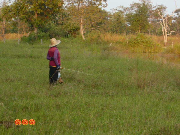                    หลานชายกำลังหัดดูปลาขึ้น หลังจากที่ผมปล่อยให้ตีมั่วจนเจ้าตัวเริ่มบ่นเหนื่อย :laug