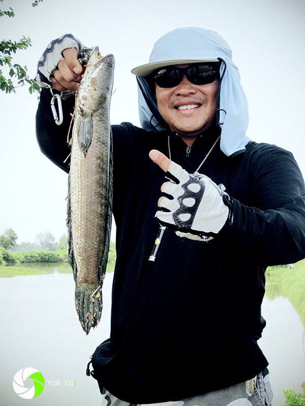  [center][b]:laughing: :laughing: :laughing: :laughing: :laughing:ปลาช่อน (อังกฤษ: Common snakehead,