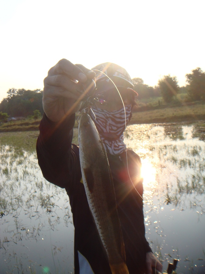 กดไปเรื่อยๆครับ 


----------------------------------



[q][i]อ้างถึง: BIG+FISH posted: 11-1