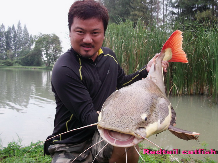 ดูหัวมันดิครับ มันหย่ายมั๊กๆ :cheer: :cheer: