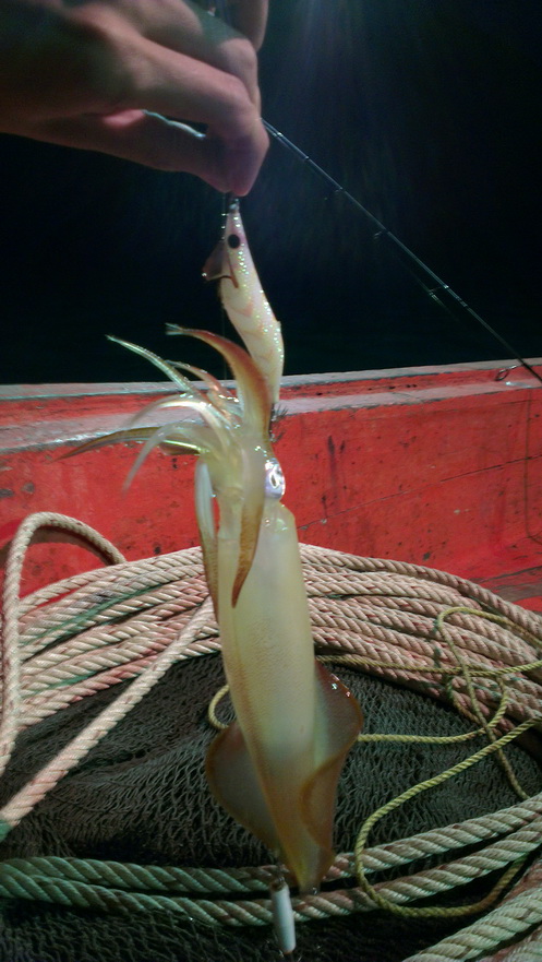 น้า sean3888 ครับ โยกุ้งน้าทำงานดีมากนะครับ วางเอาไว้เฉย ๆ ยังจับเองแทบทุกไม้ วัดแทบไม่ทัน มีแต่ตัวส