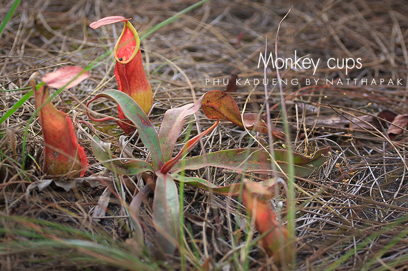 Monkey cups หรือ หม้อข้าวหม้อแกงลิง  พืชที่กินสัตว์เป็นอาหาร

[q][i]อ้างถึง: แจ่มน้ำจืด2 posted: 1