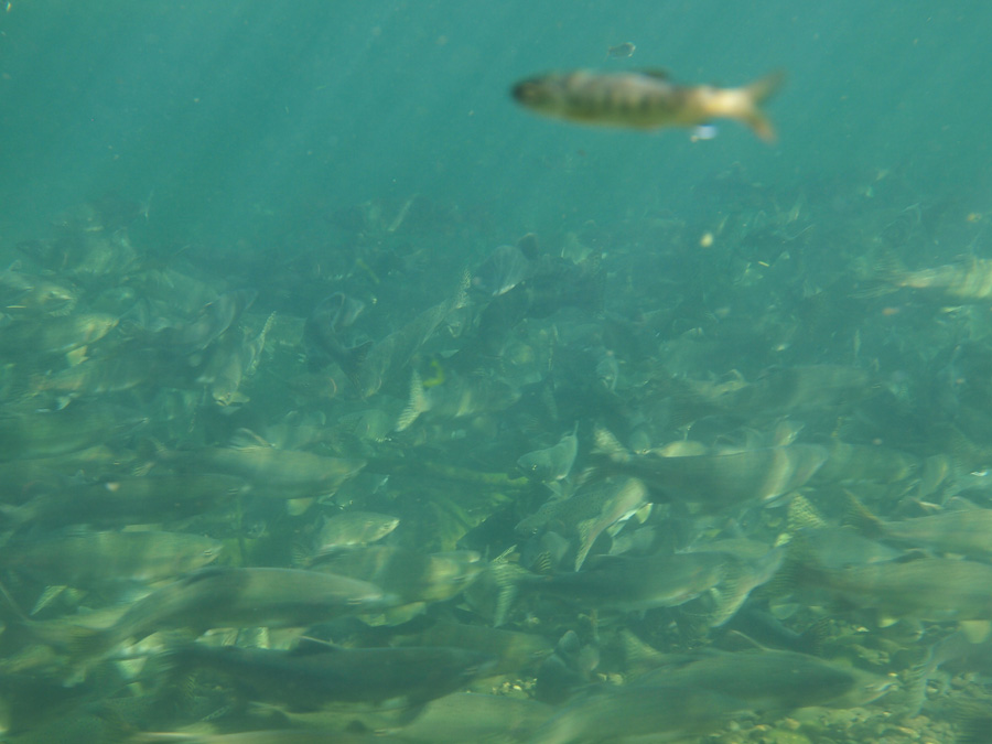 ลูกปลาตัวเล็กที่อยู่บนมุมขวาบน คือลูกปลา Chinook Salmon ที่ออกมาจากไข่เมื่อปีที่แล้วครับ ยังหลงอาศัย