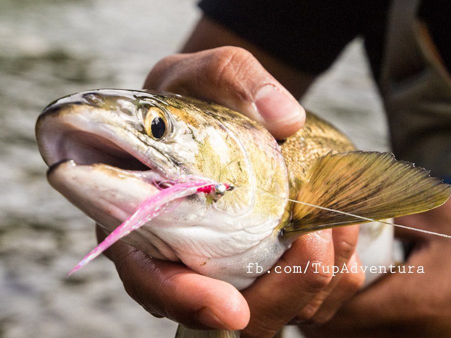 ตัวเมียตัวนี้หน้าตาเหมือน Cutthroat trout ตอนแรกยังงงๆ สับสนอยู่ว่าใช่ปลาเทร้าท์รึเปล่า 
แต่ดูไปดูม