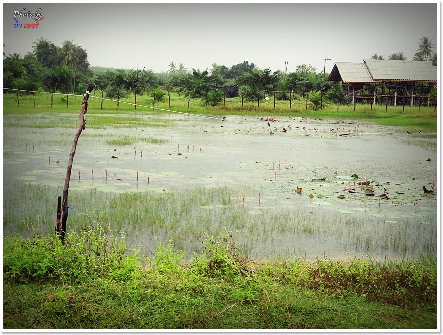  [b]ฝนยังคงร่าเริง ในบ่ายวันเหงามือ

หมายนี้ จากสายตาช่าง บอกว่า ปลาช่อนมากตัว  แต่....กอบัวและหญ้
