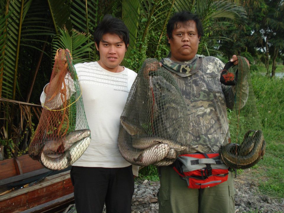 รูปปลาตัวเดียวไม่มีง่ะมีแต่รูปรวม :grin: :grin: :grin:
