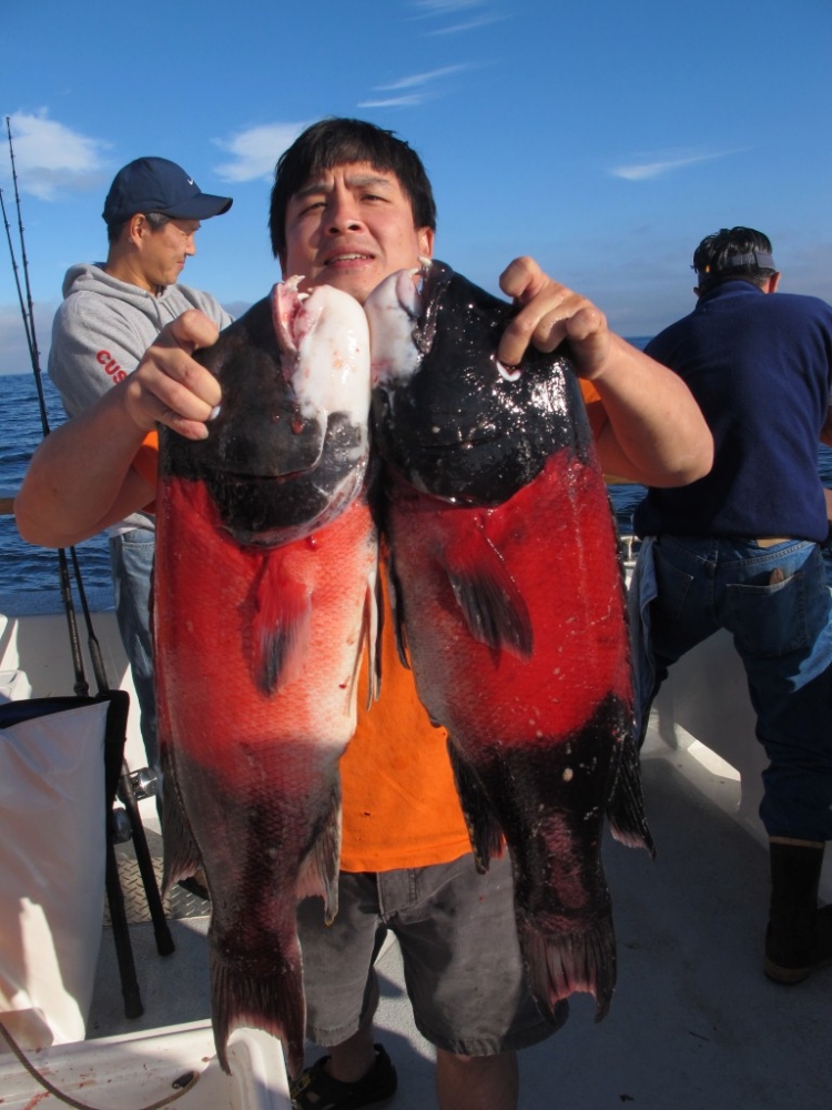   Sheephead Fish