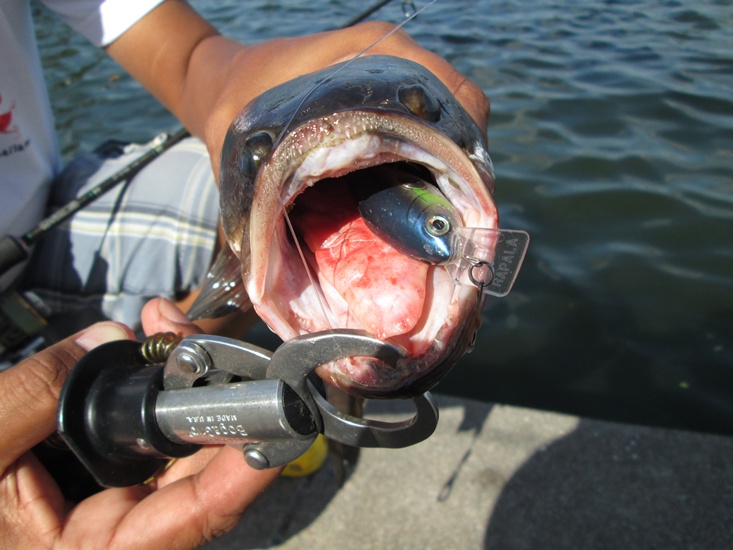  [b]เต็มปากเต็มคำกับ้Rapala Clackin Crank CNC-53[/b]