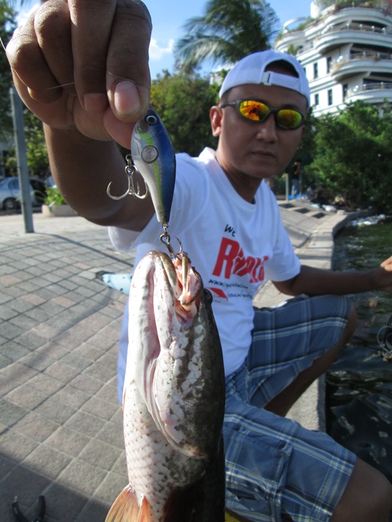  [b]้ผลงานของRapala Clackin Crank[/b]
